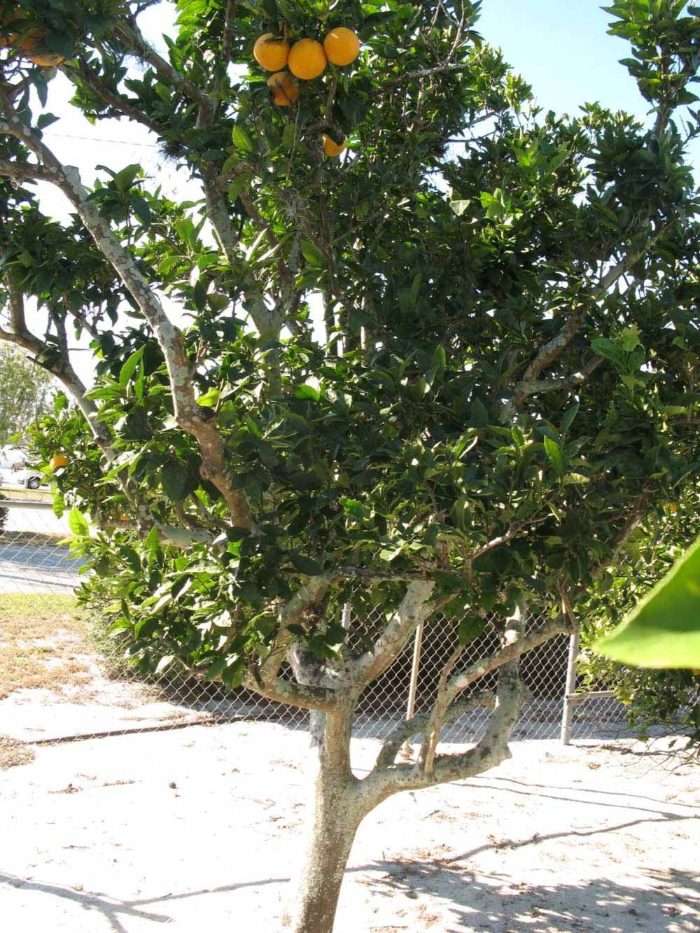              Habit (Winter Haven, FL)       